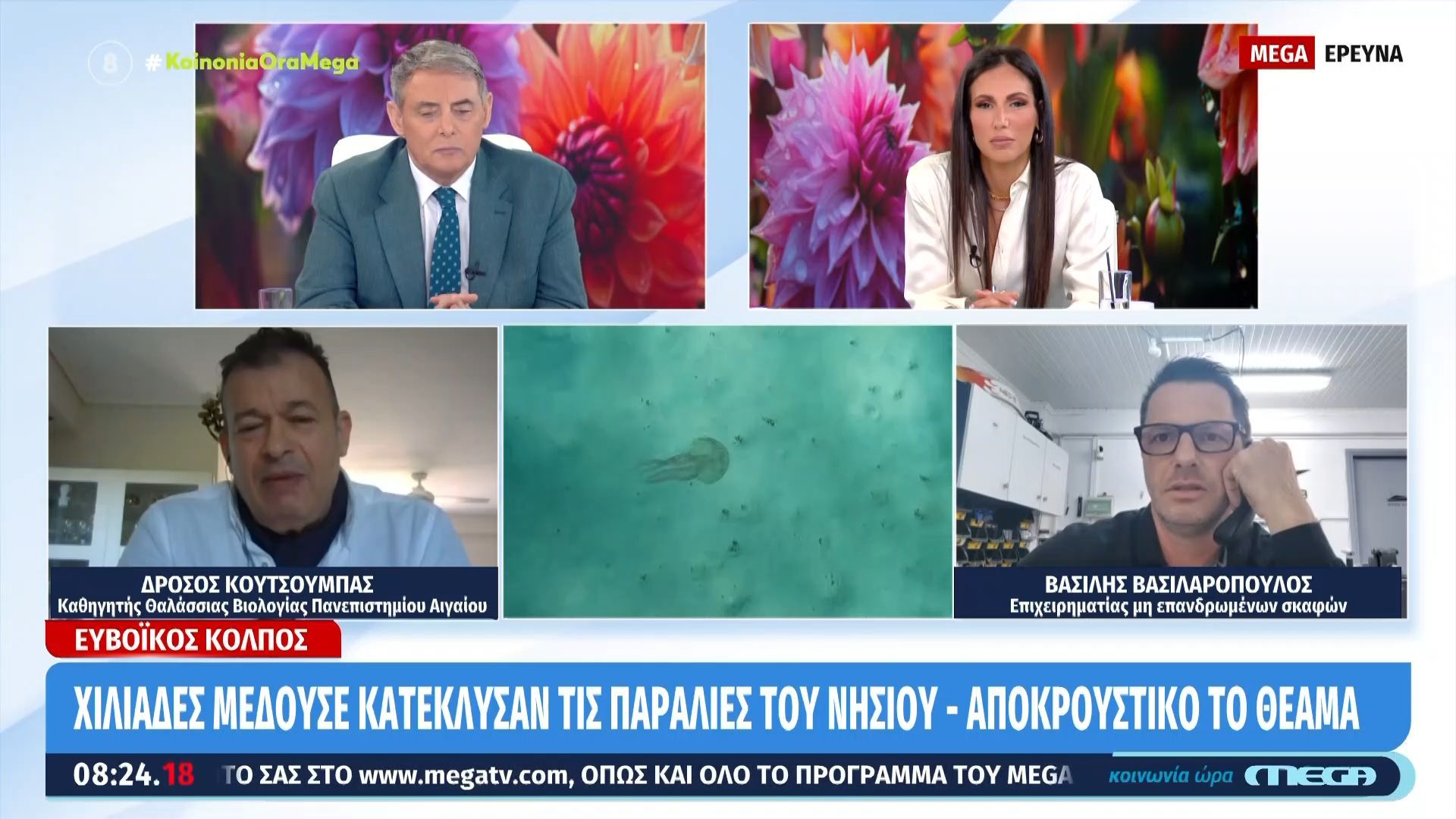 Μέδουσες στον Ευβοϊκό: «Ο άνθρωπος έχει βάλει το χέρι του…»