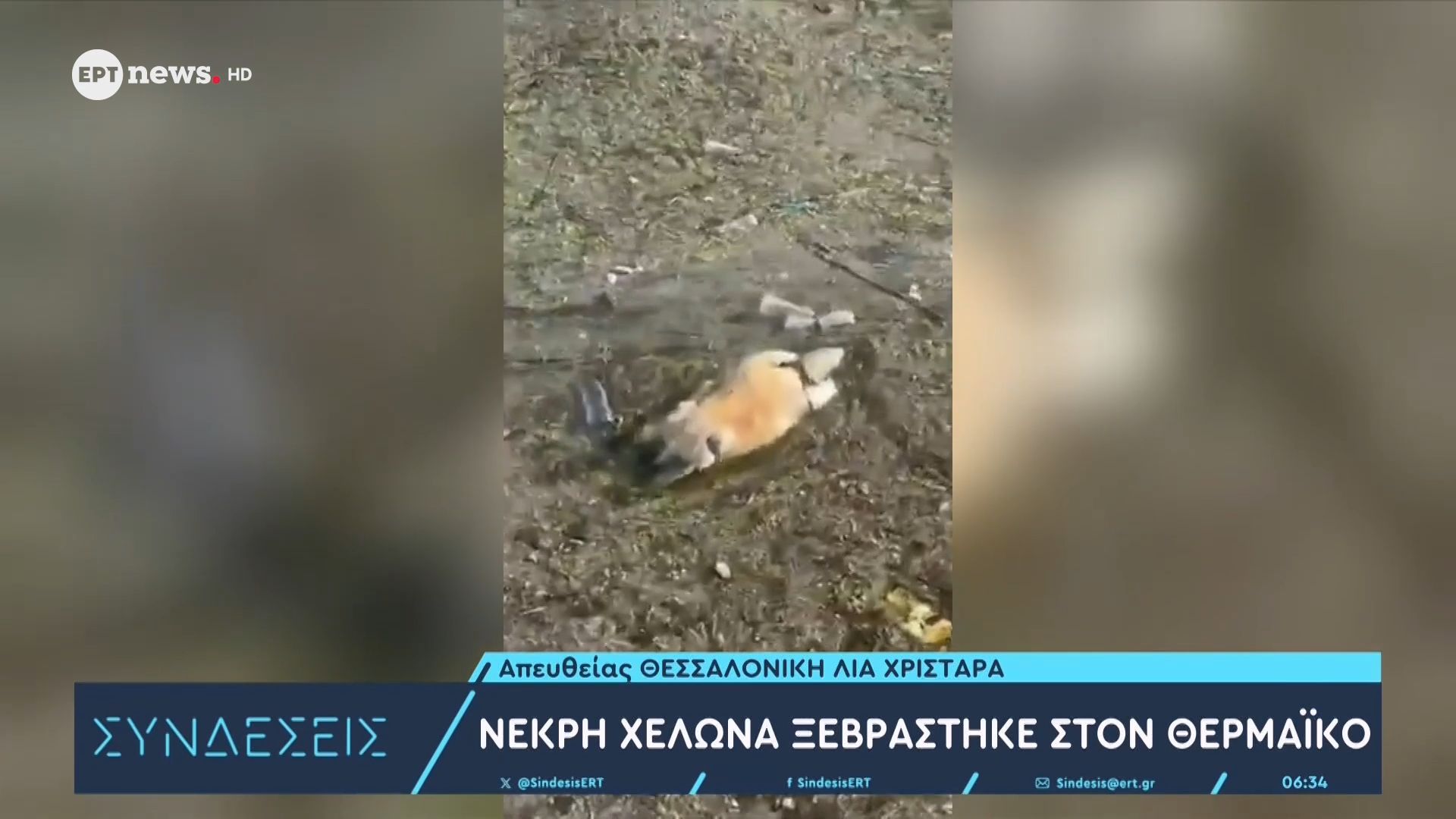 Νεκρή χελώνα ξεβράστηκε στον Θερμαϊκό