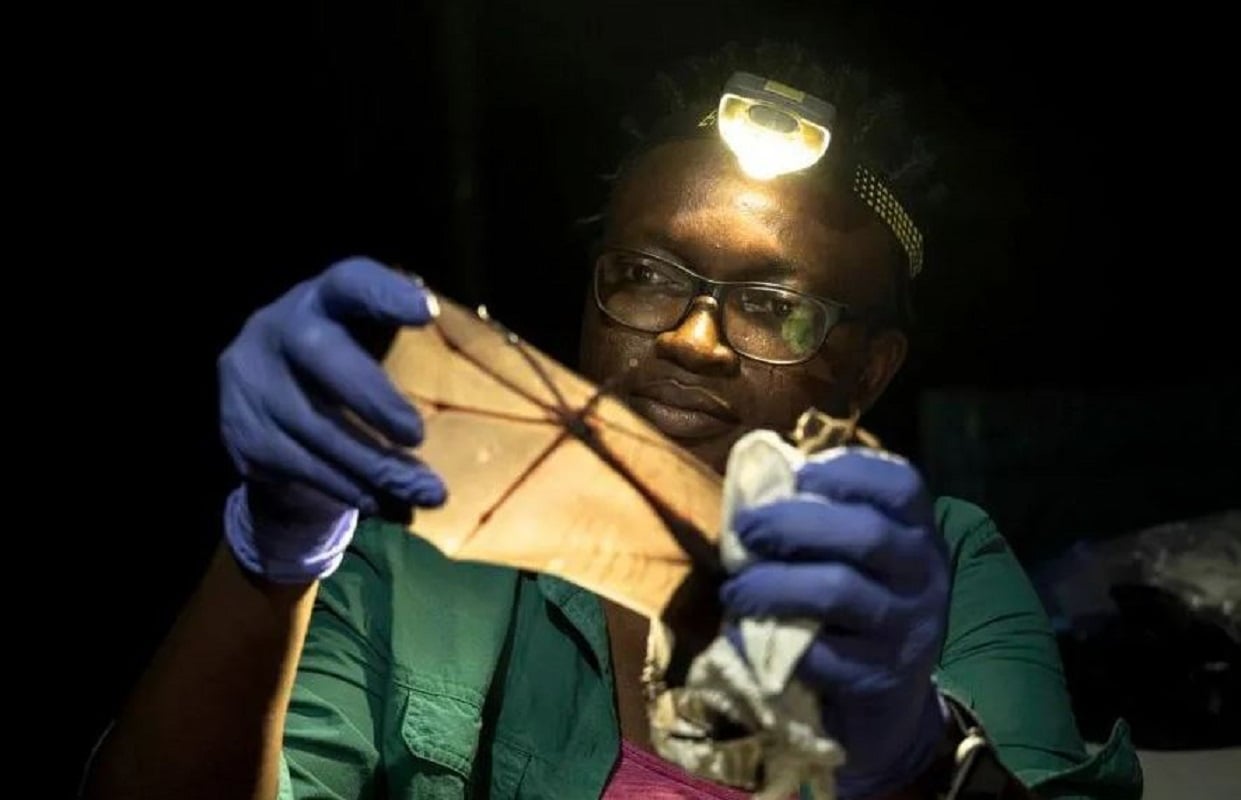 Νιγηρία: Διεθνής διάκριση σε επιστήμονα που αγωνίζεται να προστατεύσει νυχτερίδες σε χώρα που τις αποστρέφεται