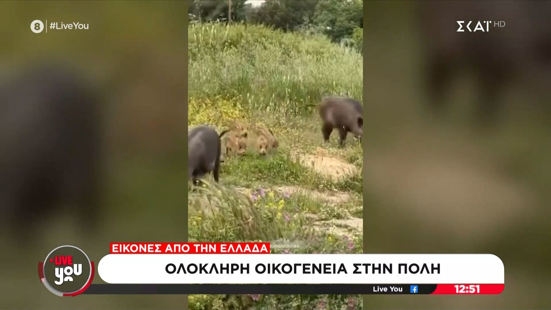 Ολόκληρη αγέλη αγριογούρουνων στους Θρακομακεδόνες