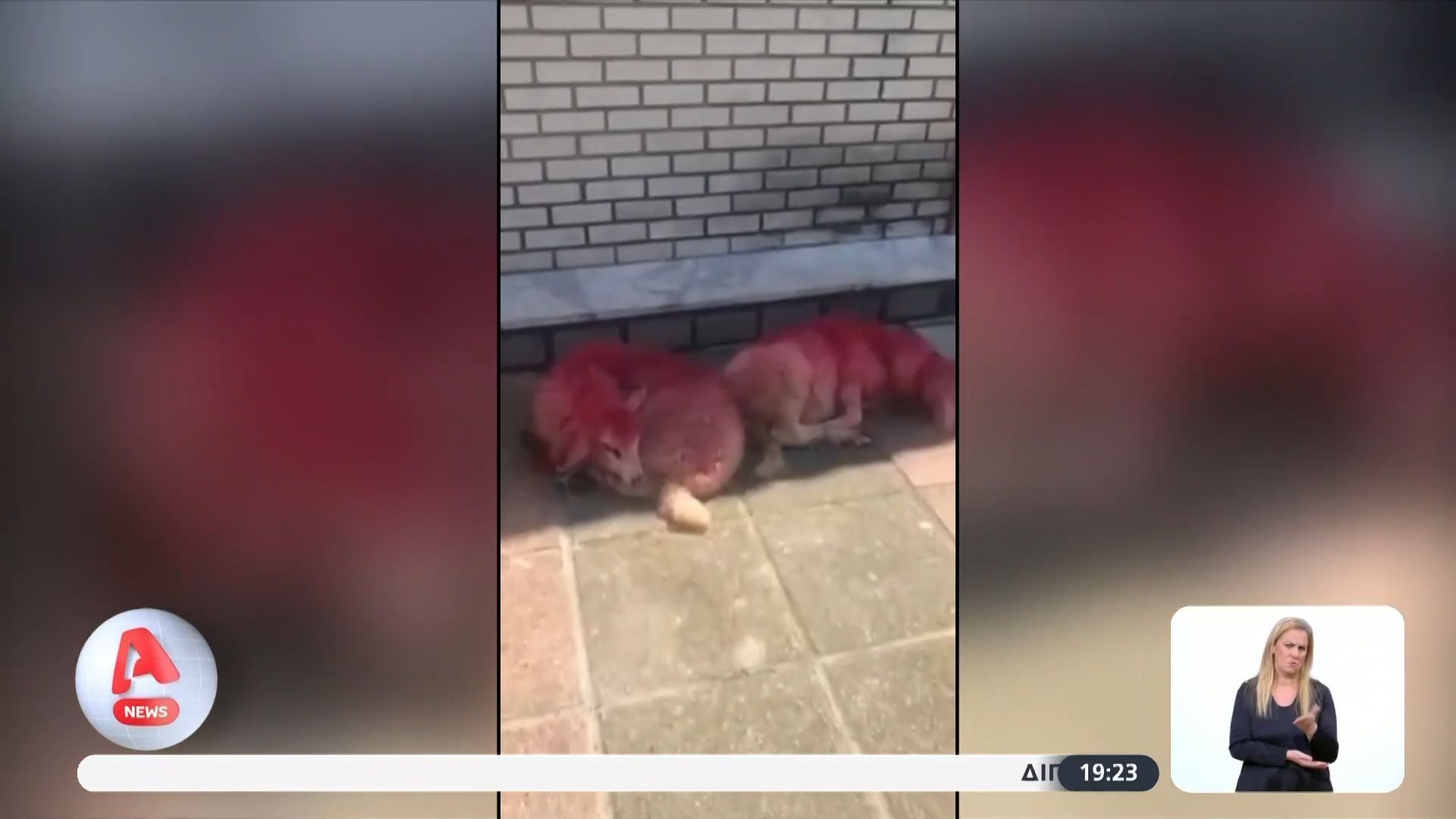 Οργή στην Θεσσαλονίκη για τα βαμμένα αρνάκια που βρέθηκαν έξω από εκκλησία