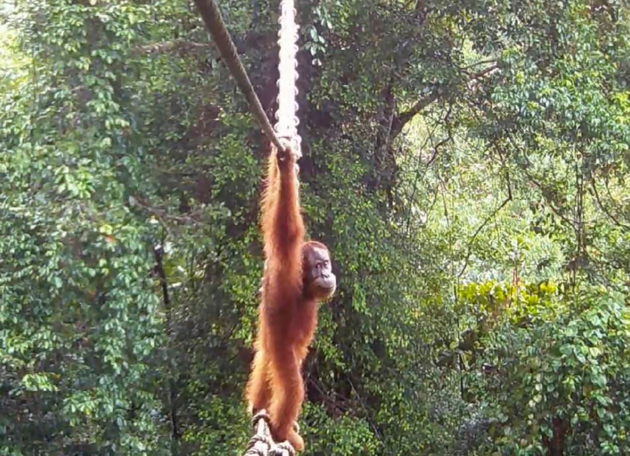 Βίντεο: Ουρακοτάγκος της Σουμάτρας διέσχισε τον δρόμο χρησιμοποιώντας γέφυρα για πρώτη φορά