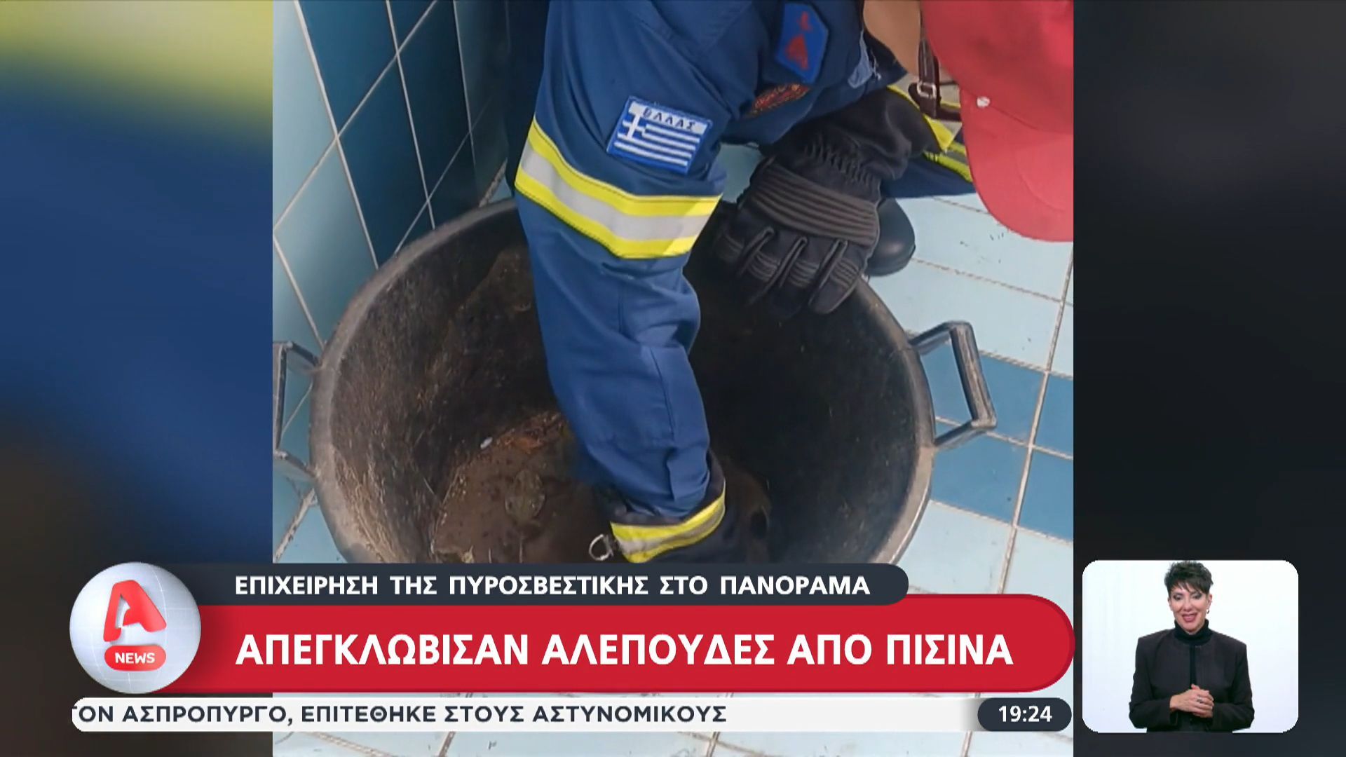 Πανόραμα: Πυροσβέστες απεγκλώβισαν αλεπούδες από πισίνα