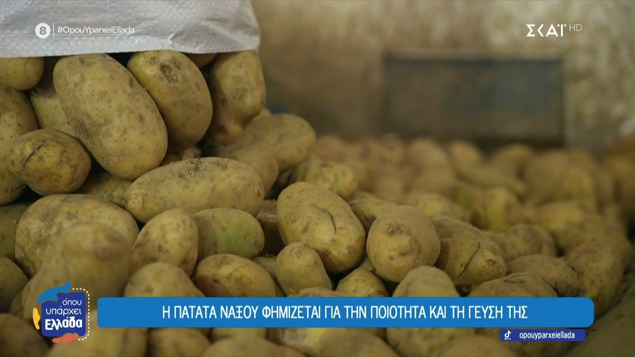 Πατάτες Νάξου, ο «χρυσός» της γης που στηρίζει το νησί – Τα προβλήματα των παραγωγών