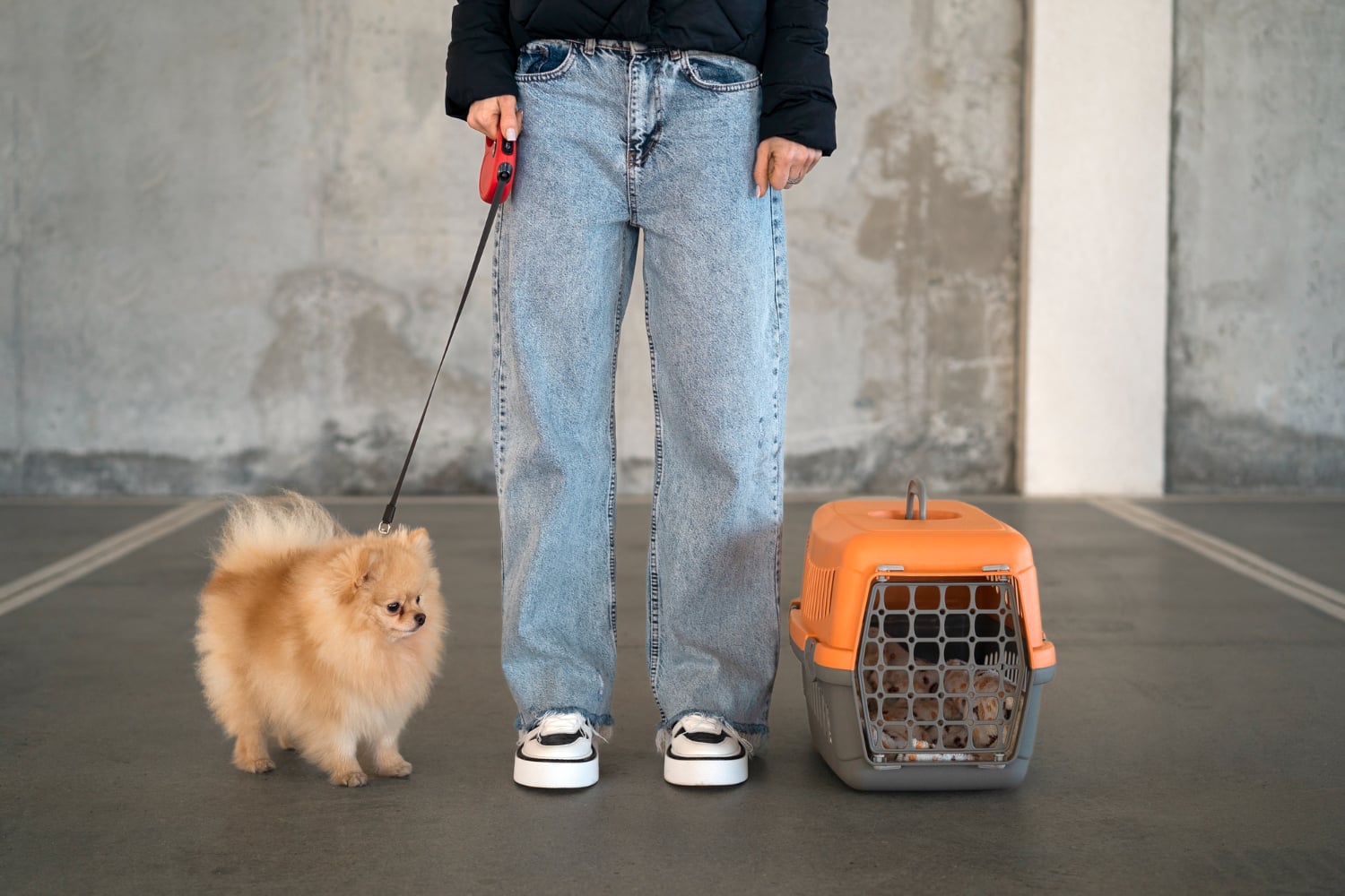 ΗΠΑ: Επιβάτης αεροπλάνου πέταξε με γάτα στο κεφάλι – Δείτε το βίντεο