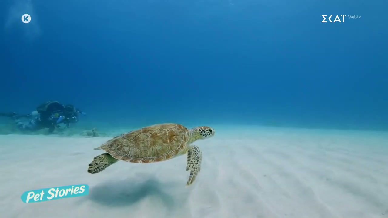 Pet News: Μαθαίνουμε τι συμβαίνει στην Ελλάδα