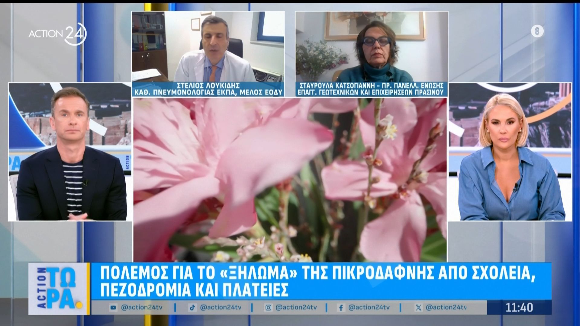 Πόλεμος για το «ξήλωμα» της πικροδάφνης από σχολεία, πεζοδρόμια και πλατείες