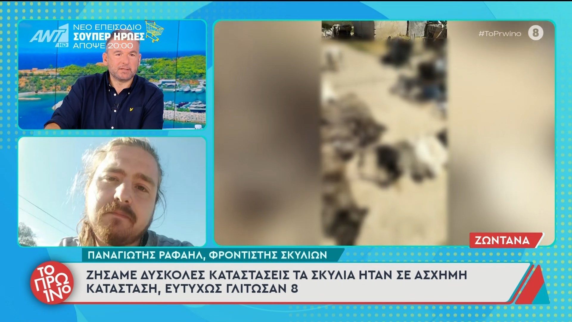 Πολύγυρος Χαλκιδικής: Αναστάτωση και οργή μετά τη δηλητηρίαση 21 σκυλιών – Το Πρωινό – 21/04/2026