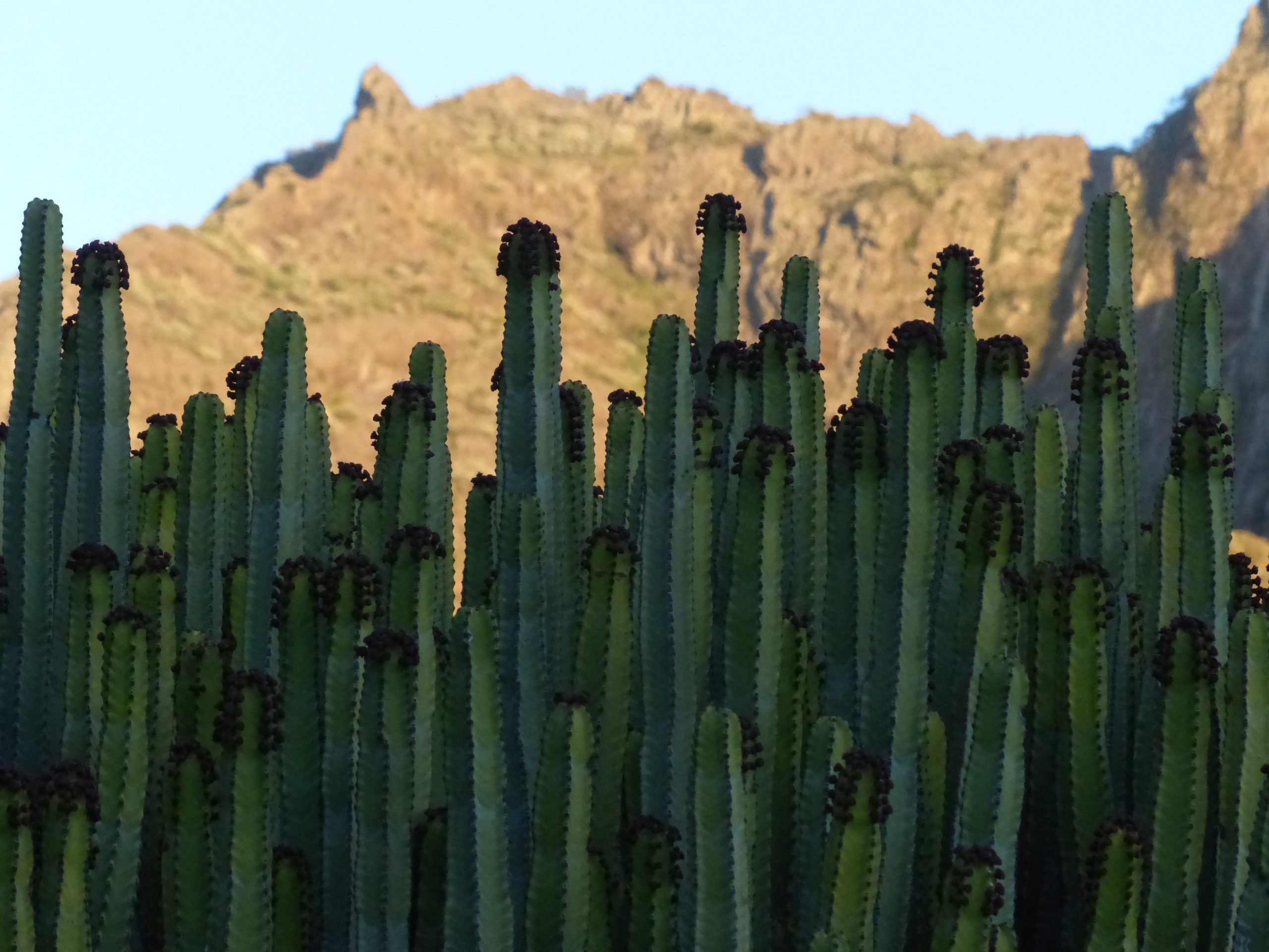 Ποιο τσίλι; Αυτό είναι το πιο καυτερό φυτό στον κόσμο – Κάνει την πιο πικάντικη πιπεριά να θυμίζει γάλα