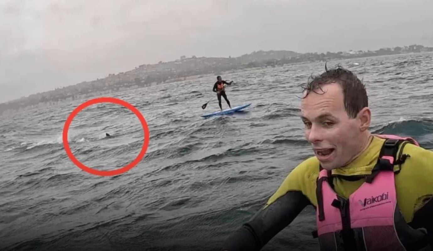 Καλιφόρνια: Καρχαρίας 3,5 μέτρων κυνηγούσε σέρφερ για 10 λεπτά – Βίντεο που κόβει την ανάσα