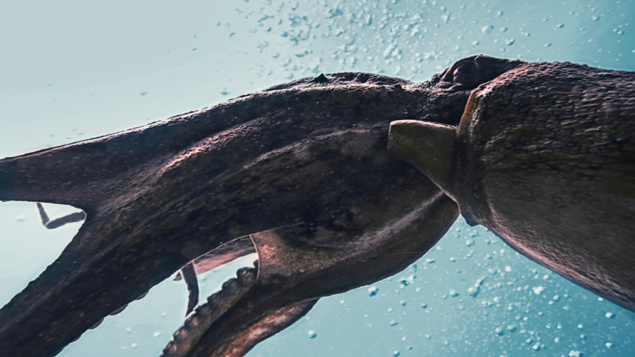 Αποκαλύψεις έρευνας για το γιγάντιο χταπόδι που καταβρόχθιζε δεινόσαυρους πριν από 100 εκατομμύρια χρόνια