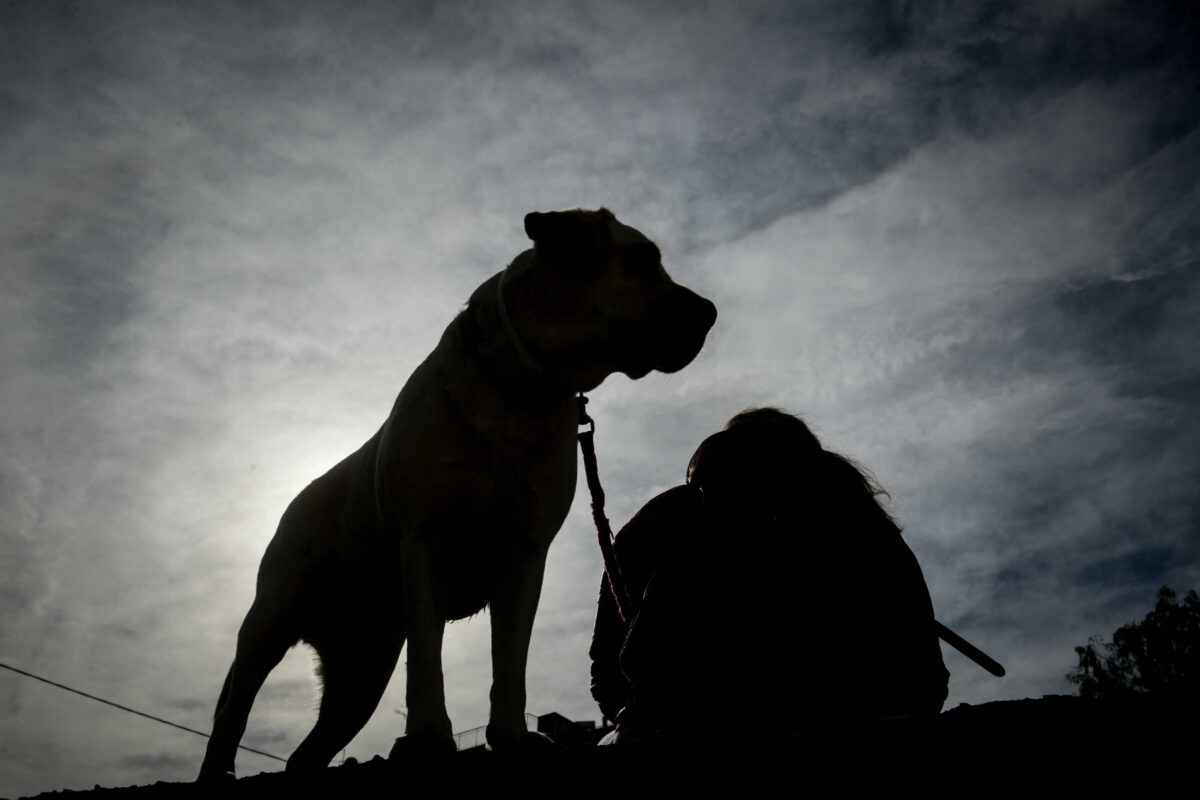 Πειραιάς: Σκύλος επιτέθηκε σε δίχρονο παιδί στο κεφάλι – Συνελήφθη η γιαγιά του