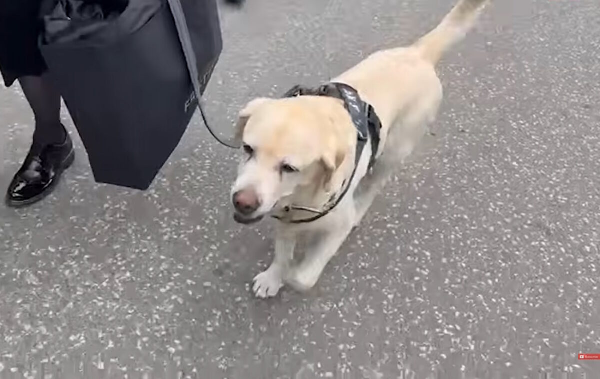 Αποχαιρετισμός Ντούσκο Βουγιόσεβιτς: Συγκλονισμένος ο Ζέλικο Ομπράντοβιτς, παρών και ο πιστός σκύλος του προπονητή