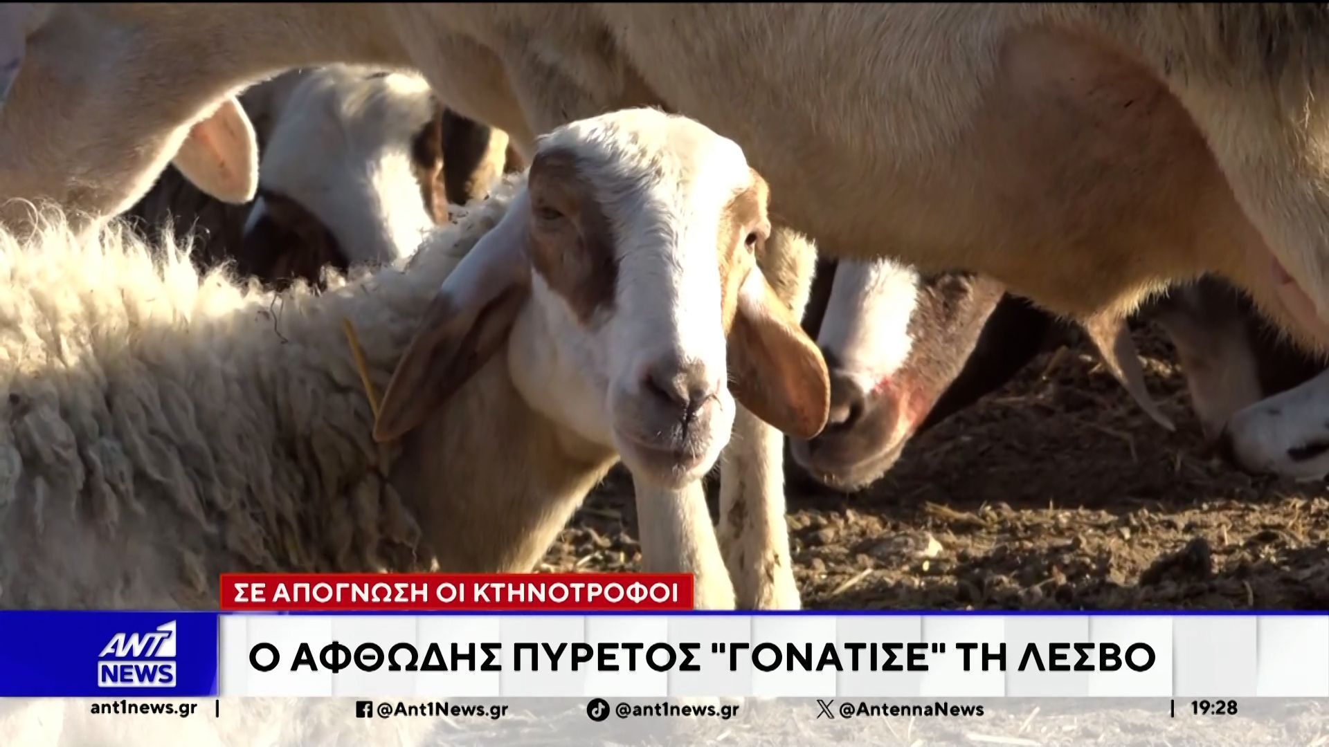 Στη Λέσβο, ο αφθώδης πυρετός έχει προκαλέσει σοβαρό πλήγμα στην τοπική οικονομία