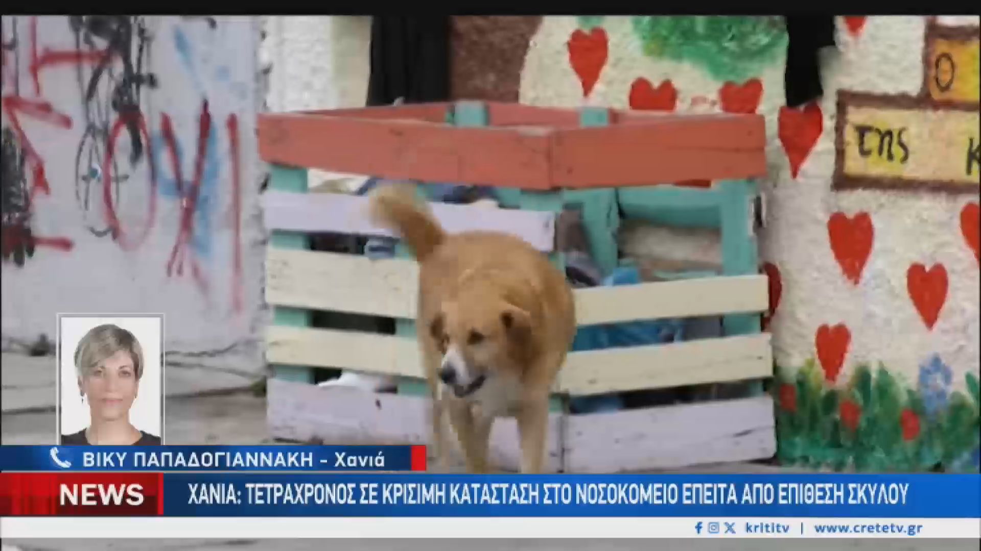 Στην ΜΕΘ τετράχρονο αγοράκι από επίθεση σκύλου