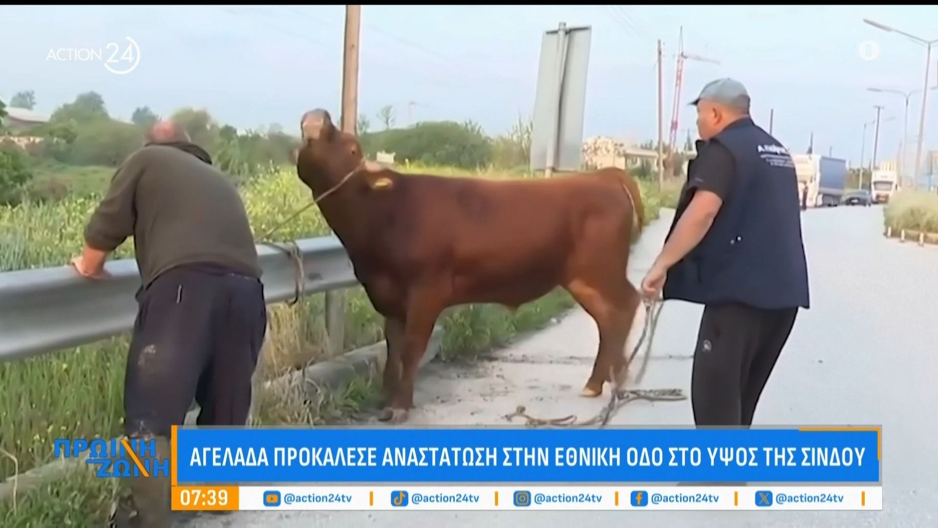 Ταύρος προκάλεσε αναστάτωση στην Εθνική Οδό στο ύψος της Σίνδου – Έτρεχε ελεύθερος ανάμεσα στα οχήματα