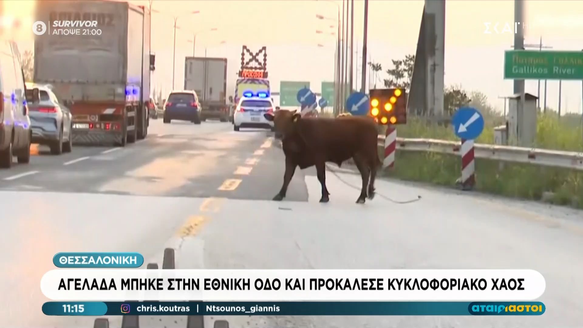 Θεσσαλονίκη: Αγελάδα μπήκε στην Εθνική Οδό και προκάλεσε κυκλοφοριακό χάος