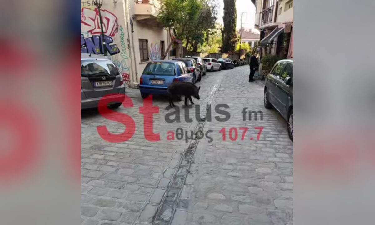 Θεσσαλονίκη: Αγριογούρουνο έκοβε βόλτες στην Άνω Πόλη ανάμεσα σε περαστικούς – Δείτε βίντεο