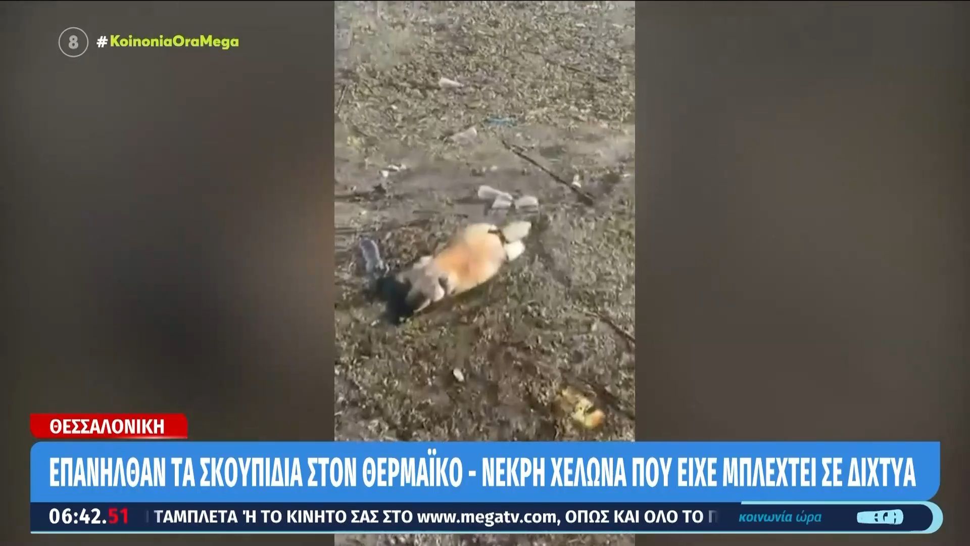 Θεσσαλονίκη: Νεκρή χελώνα που είχε μπλεχτεί σε δίχτυα στον Θερμαϊκό