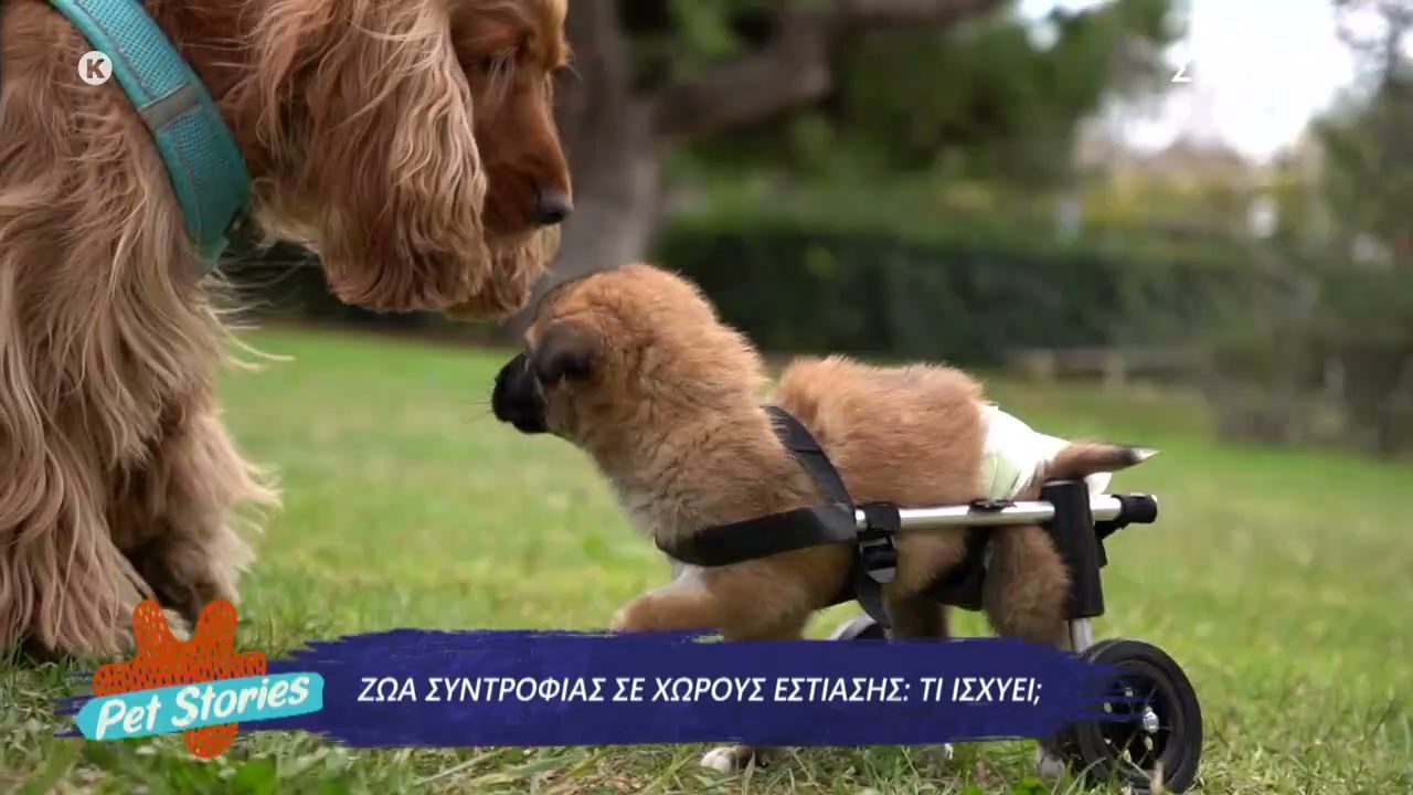 Τι ισχύει νομικά για την παρουσία ζώων συντροφιάς σε χώρους εστίασης;