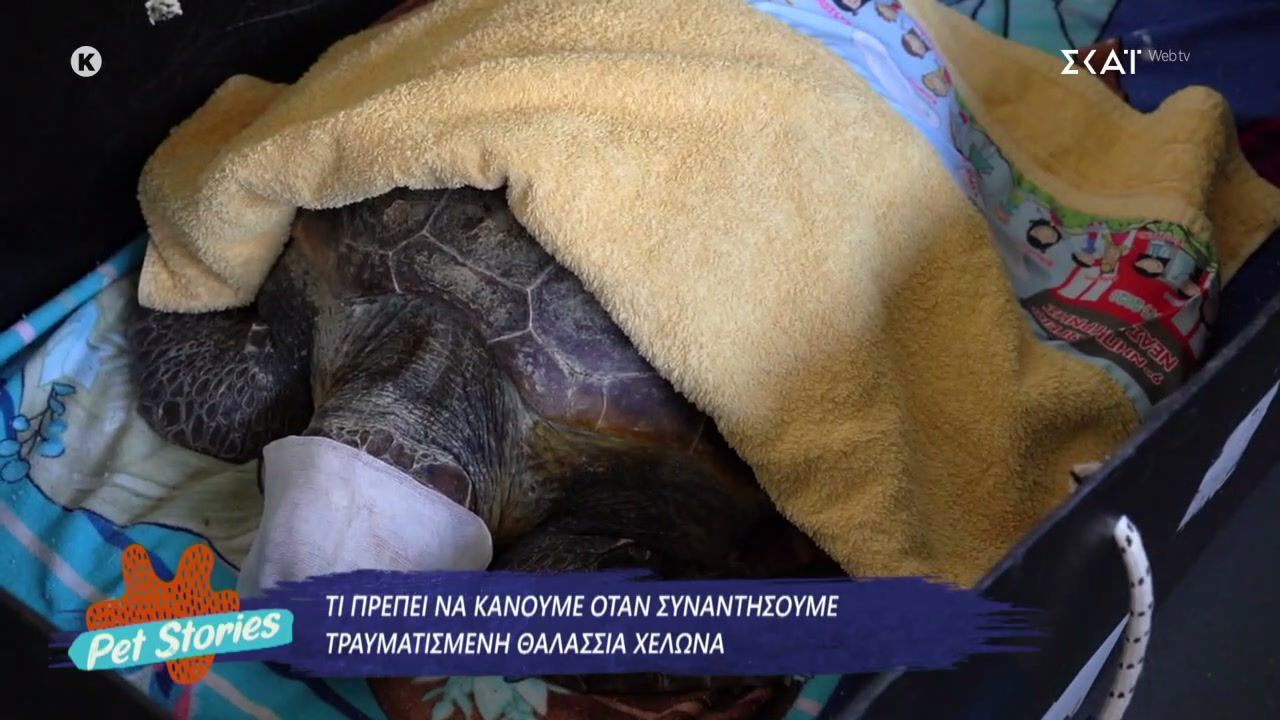 Τι πρέπει να κάνουμε όταν συναντήσουμε τραυματισμένη θαλάσσια χελώνα