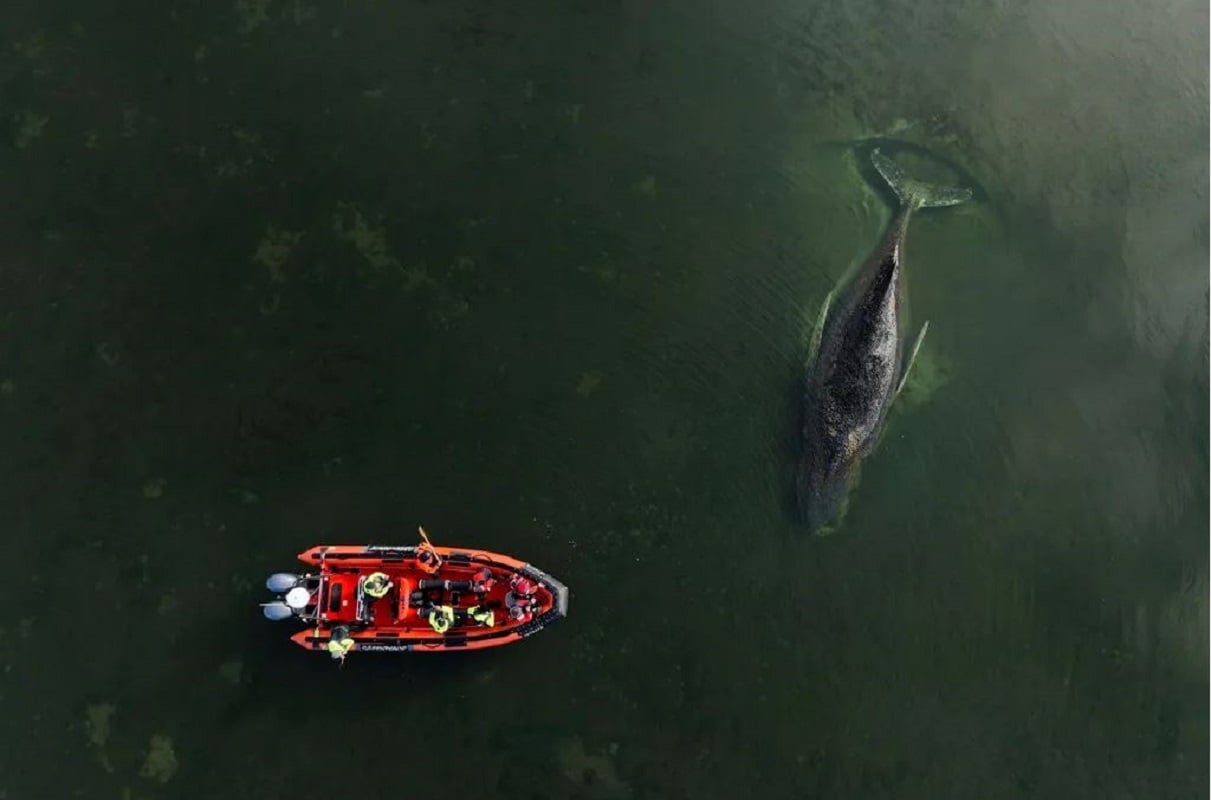 Γερμανία: Κρίσιμη επιχείρηση διάσωσης φάλαινας – Εκατομμυριούχοι στηρίζουν την τελική προσπάθεια