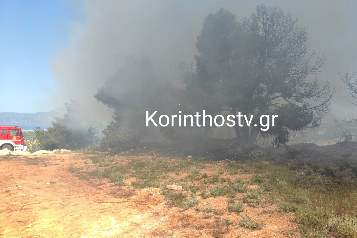 Κορινθία: Πυρκαγιά σε πευκοδάσος στο Ζευγολατιό – Ισχυρή επέμβαση της Πυροσβεστικής