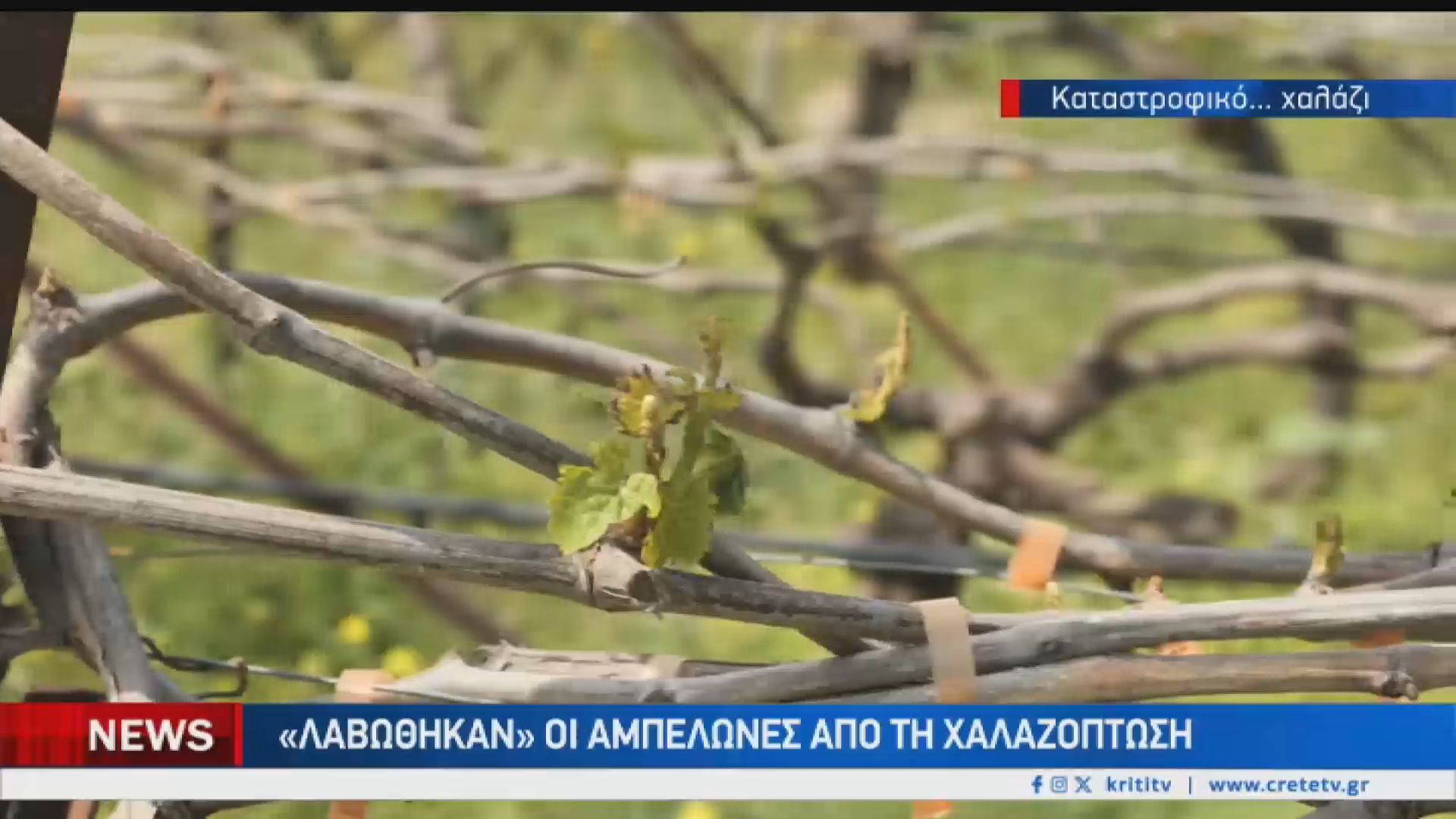 Ζημιές από την χαλαζόπτωση στα αμπέλια