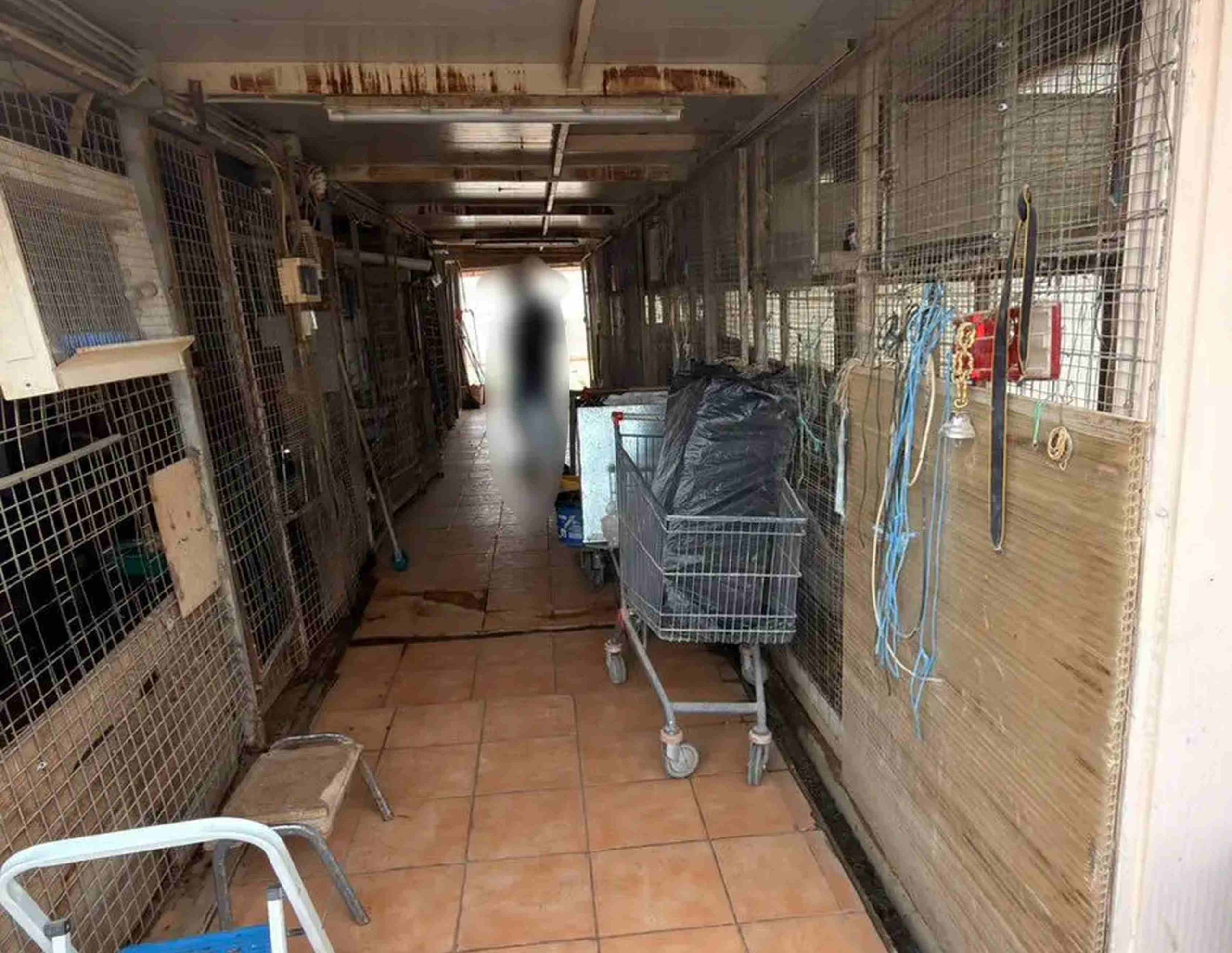 Υπόθεση για παράνομη εκτροφή ζώων σε ταράτσα στους Αμπελόκηπους – Διατηρούσαν κατσίκες, πάπιες και κότες