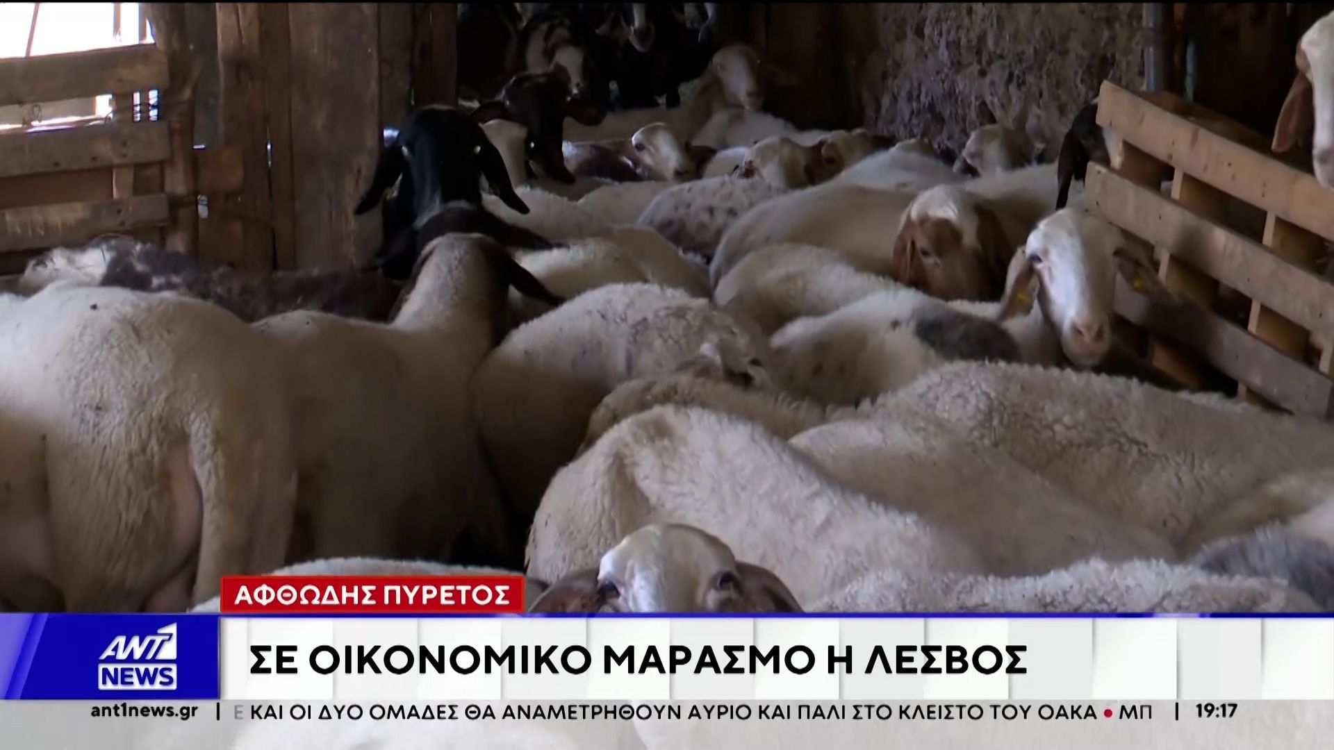 Αφθώδης πυρετός: Σε οικονομικό μαρασμό η Λέσβος