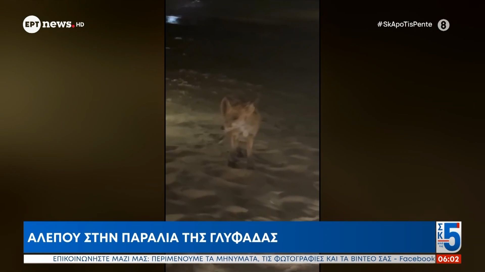 Αλεπού στην παραλία της Γλυφάδας