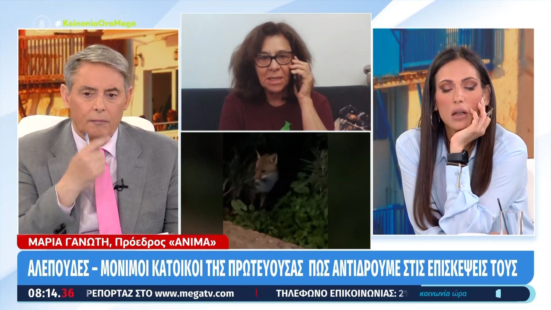 Αλεπούδες – μόνιμοι κάτοικοι της πρωτεύουσας | Πώς αντιδρούμε στις επισκέψεις τους
