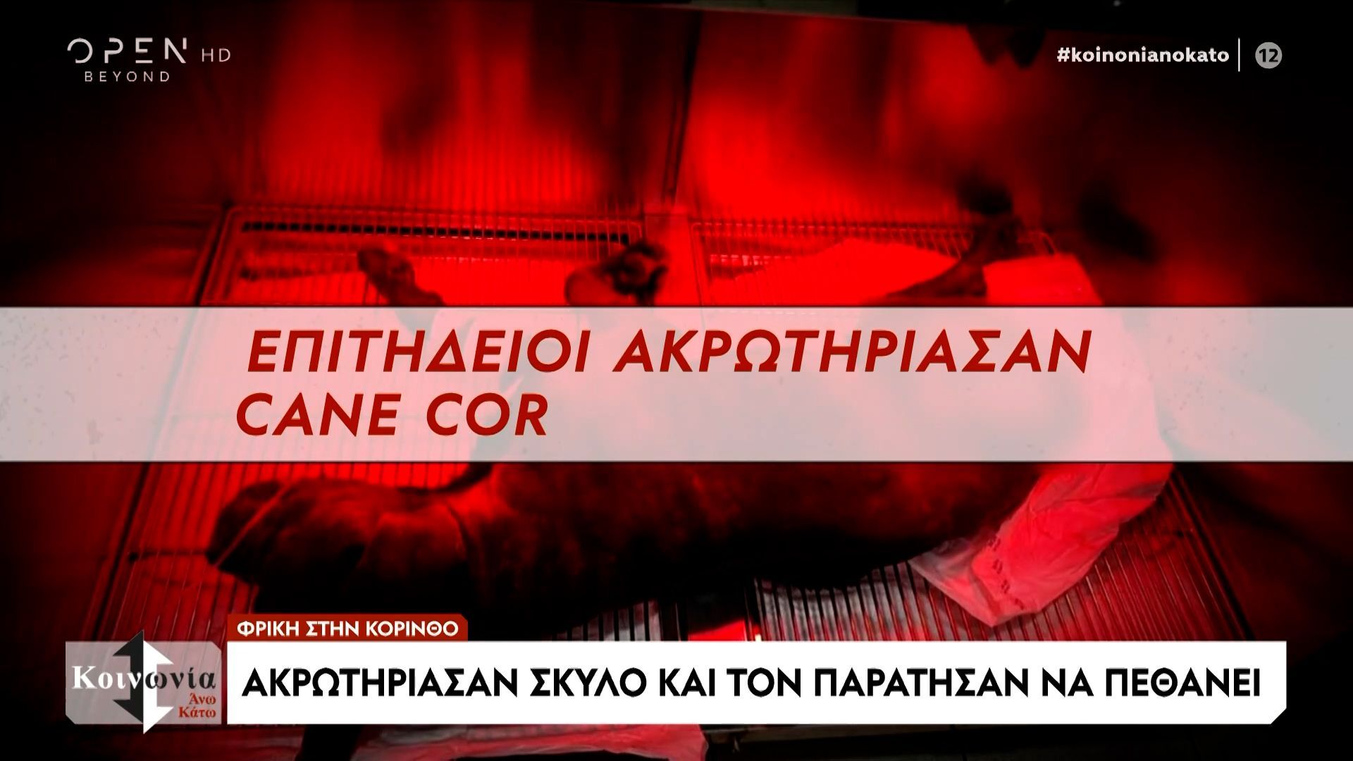 Ανήμπορα ζωάκια θύματα «τεράτων»