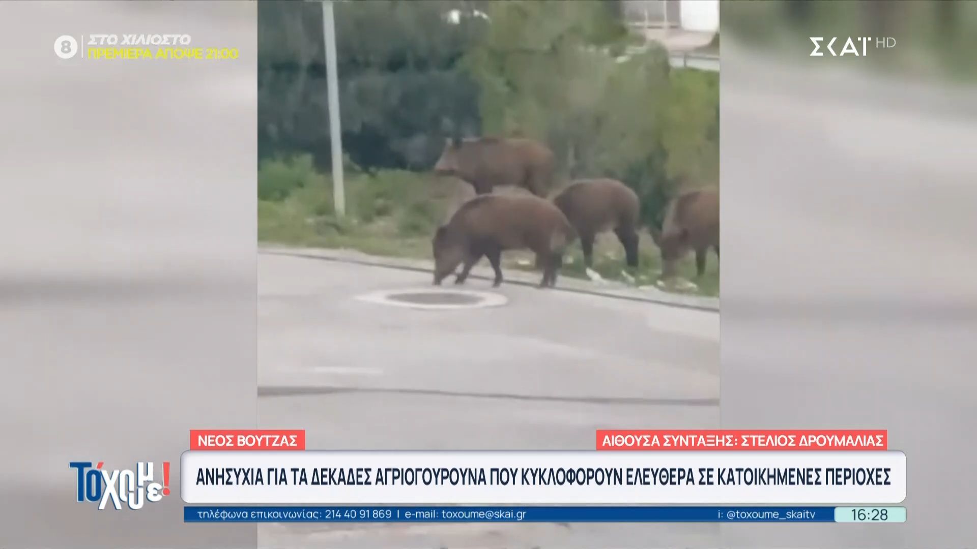 Ανησυχία για τα δεκάδες αγριογούρουνα που κυκλοφορούν ελεύθερα στους δρόμους του Νέου Βουτζά
