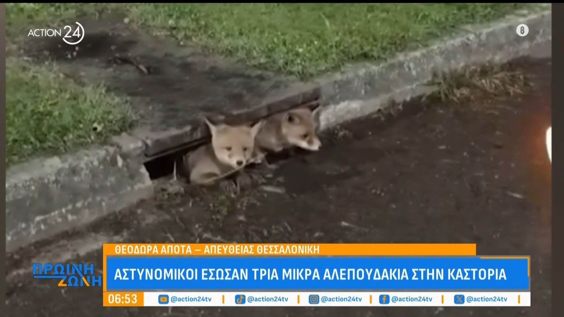 Αστυνομικού έσωσαν τρία μικρά αλεπουδάκια στην Καστοριά