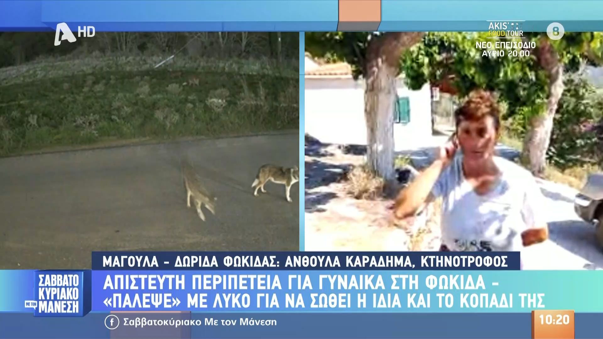 Απίστευτη περιπέτεια για γυναίκα στη Φωκίδα – “Πάλεψε” με λύκο για να σωθεί η ίδια και το κοπάδι της
