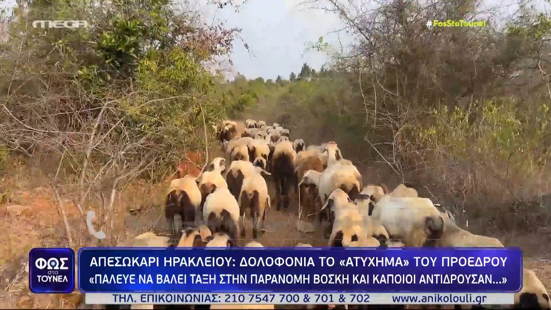 Home 65 «Πάλευε να βάλει τάξη στην παράνομη βόσκηση» – Συγχωριανή του Αλέξανδρου Δασκαλάκη μιλά αποκλειστικά στο “Φως”