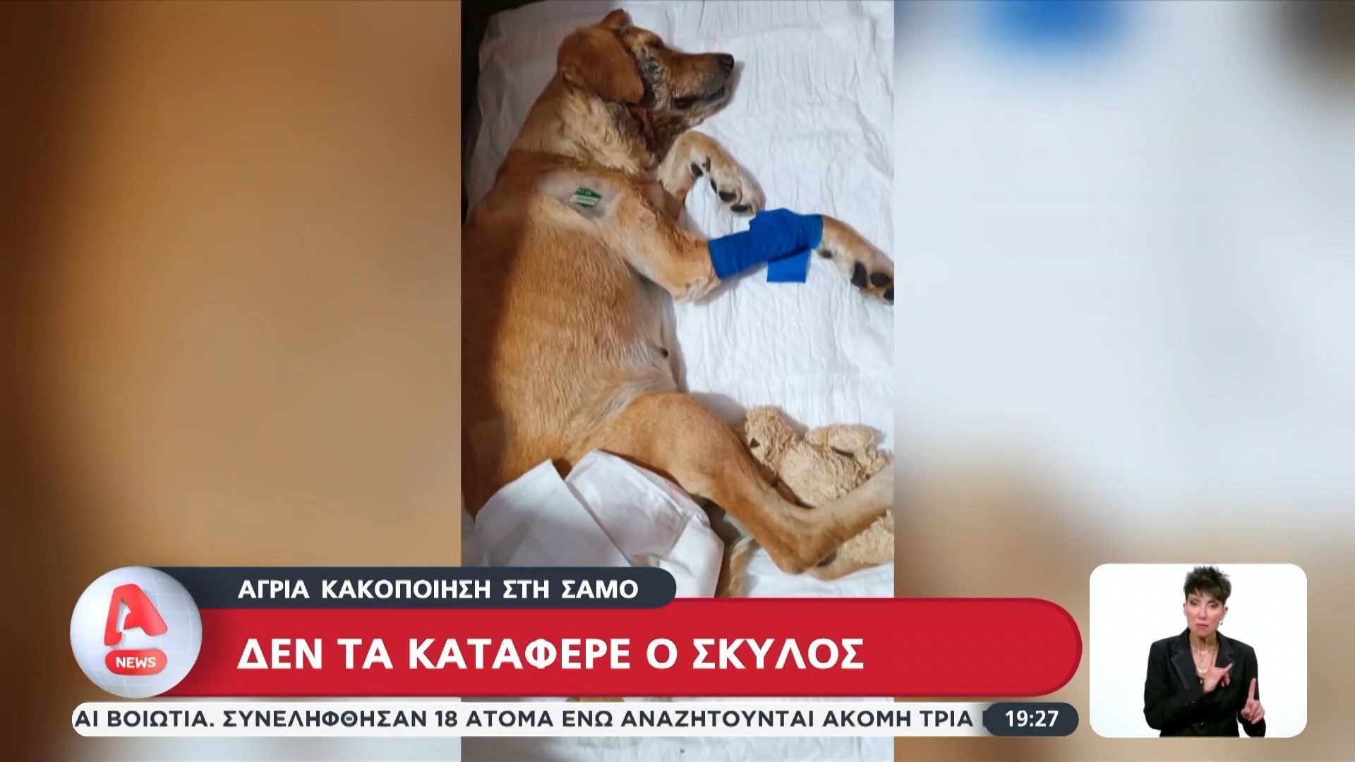 Σάμος: Δίωξη για κακοποίηση σκύλου σε βάρος της ιδιοκτήτριάς του  – «Άσ’ το να ψωφίσει»