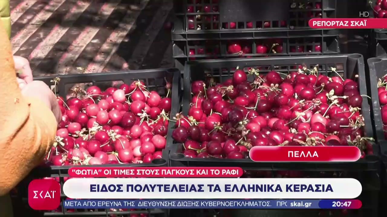 Είδος πολυτελείας τα ελληνικά κεράσια