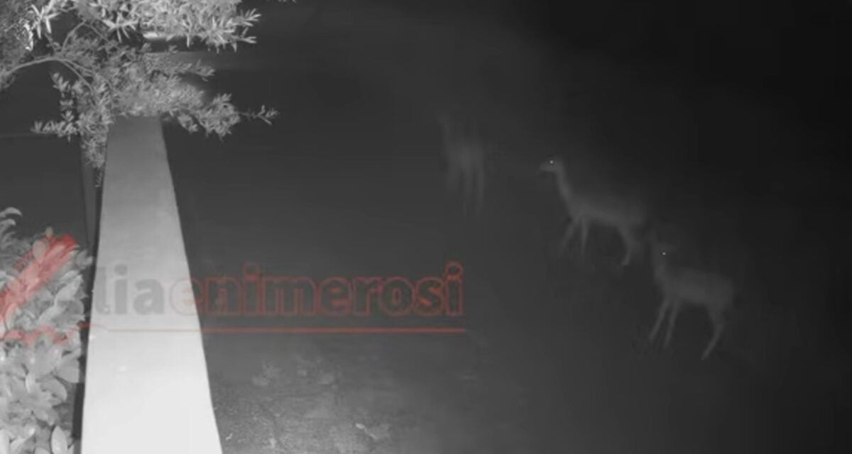 Πύργος: Βίντεο με τα ελάφια που αναζητούν τροφή και προκάλεσαν δύο τροχαία δυστυχήματα