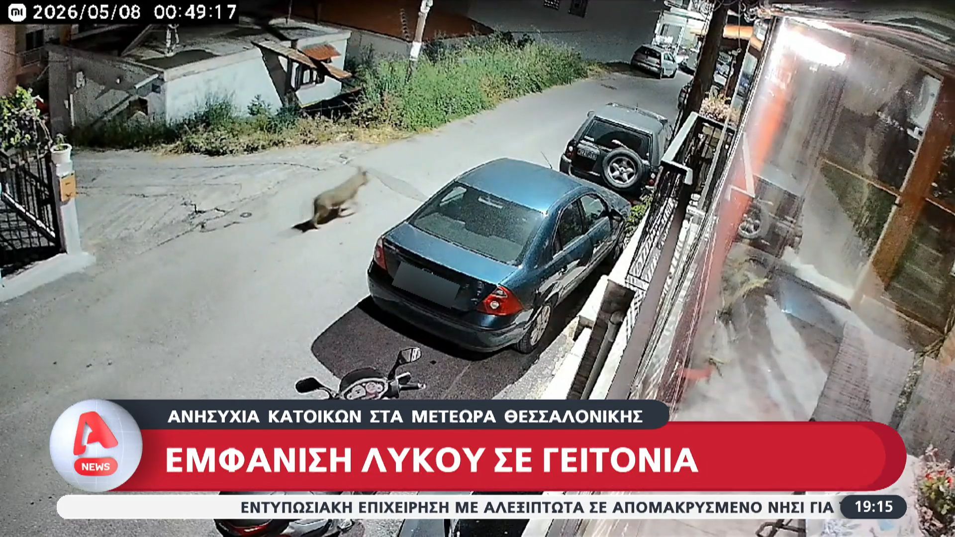 Εμφάνιση λύκου σε γειτονιά στα Μετέωρα Θεσσαλονίκης