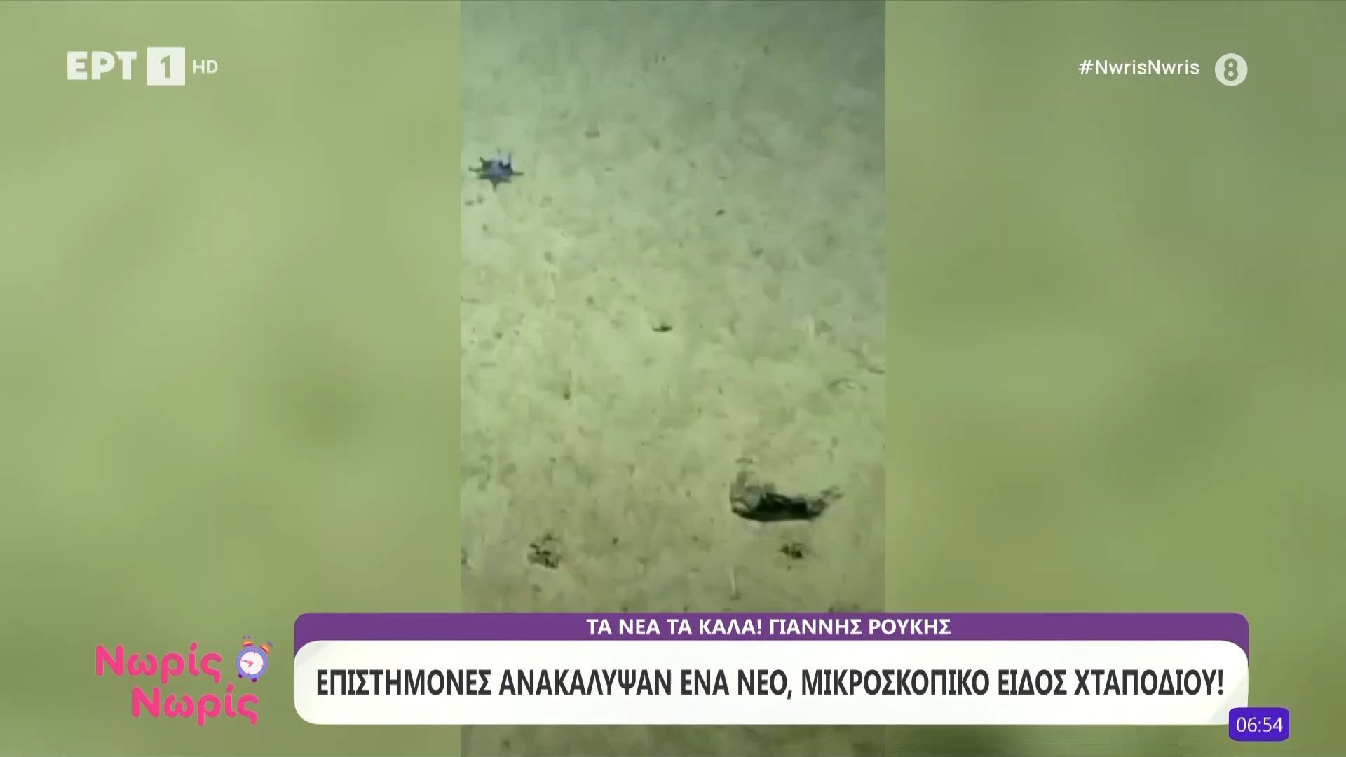 Επιστήμονες ανακάλυψαν ένα νέο, μικροσκοπικό είδος χταποδιού!