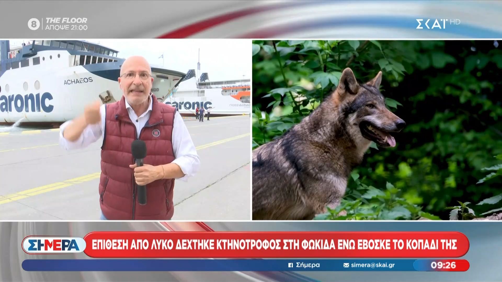 Επίθεση από λύκο δέχτηκε κτηνοτρόφος στη Φωκίδα