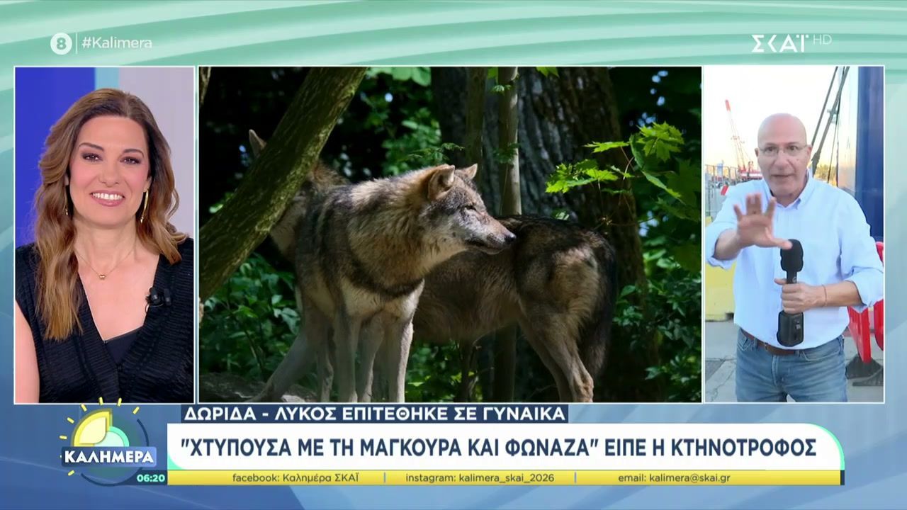 Επίθεση λύκου σε γυναίκα στη Δωρίδα – Στη Θεσσαλονίκη ξέχασαν 17χρονη ΑμεΑ επί 2 ώρες σε σχολικό