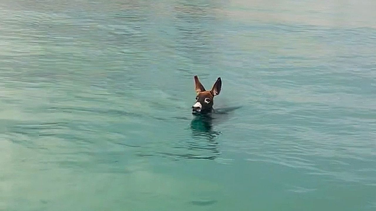 Γαϊδουράκι βουτά στην θάλασσα ακολουθώντας τους ανθρώπους του