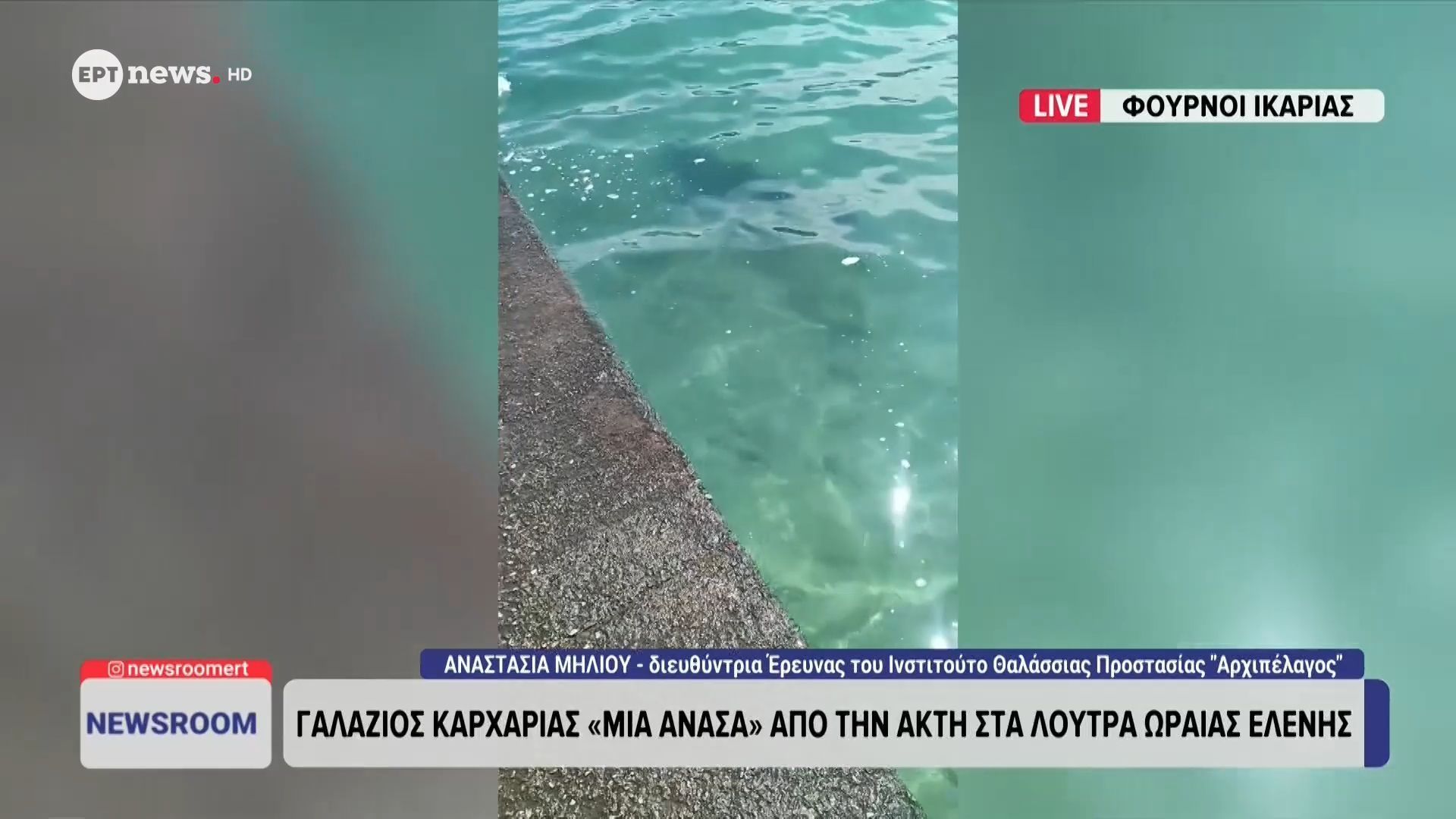 Γαλάζιος καρχαρίας «μια ανάσα» από την ακτή στα Λουτρά Ωραίας Ελένης