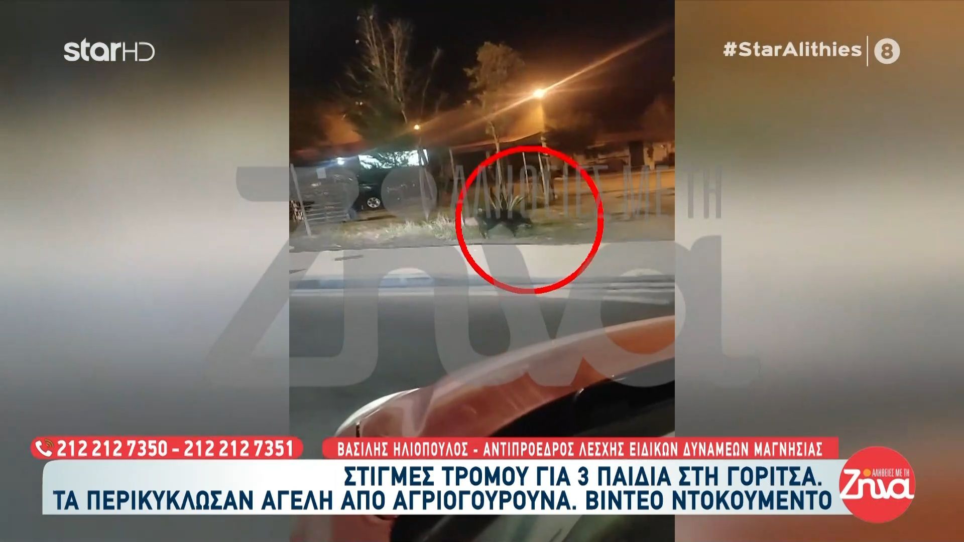 Γορίτσα: Στιγμές τρόμου για τρία παιδιά – Τα περικύκλωσαν αγέλη από αγριογούρουνα