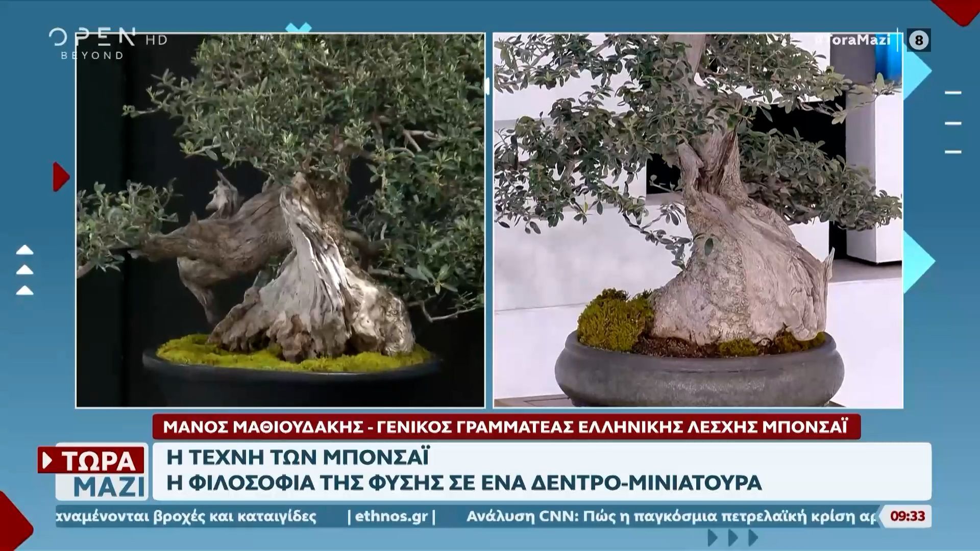 Η τέχνη των μπονσάι: Η φιλοσοφία της φύσης σε ένα δέντρο-μινιατούρα