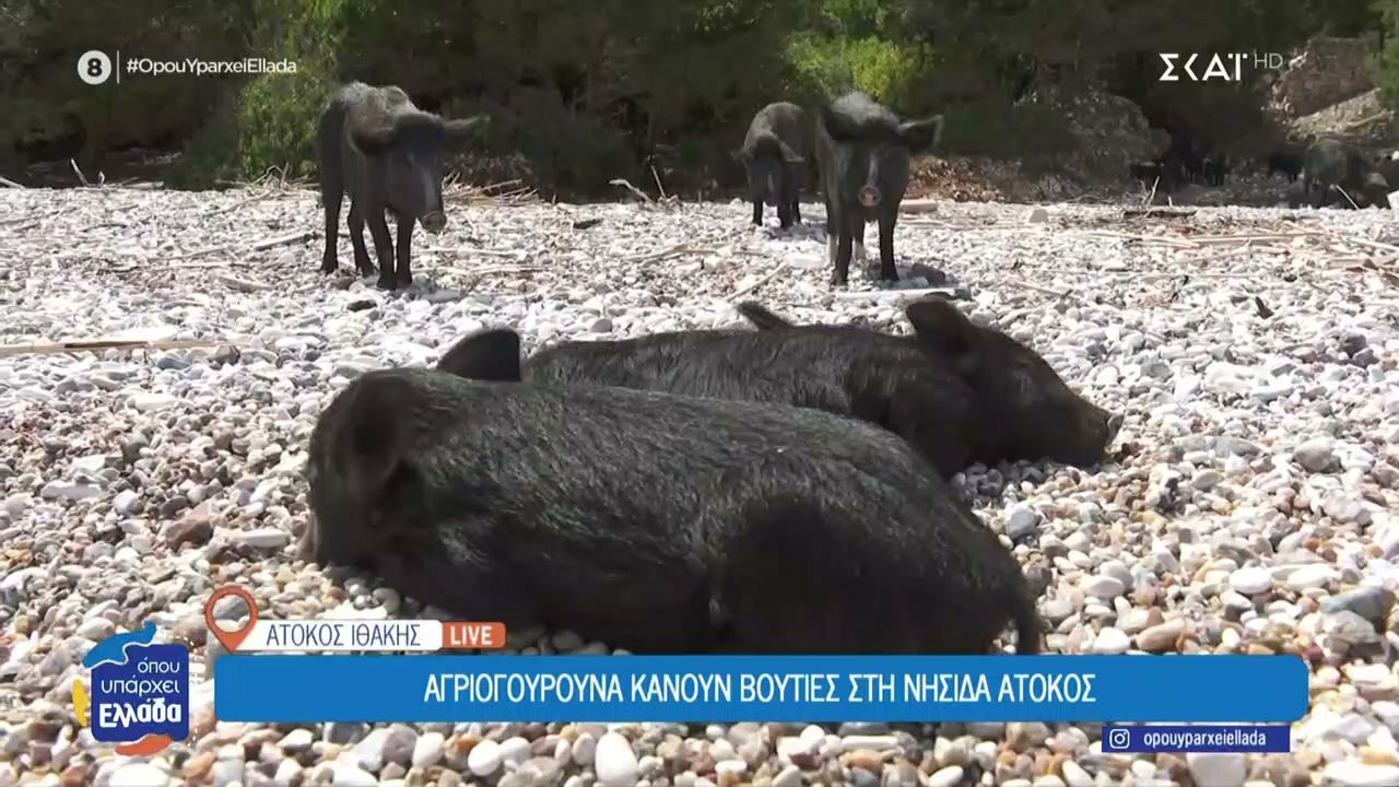 Ιθάκη: Αγριογούρουνα κάνουν βουτιές στη νησίδα Άτοκος