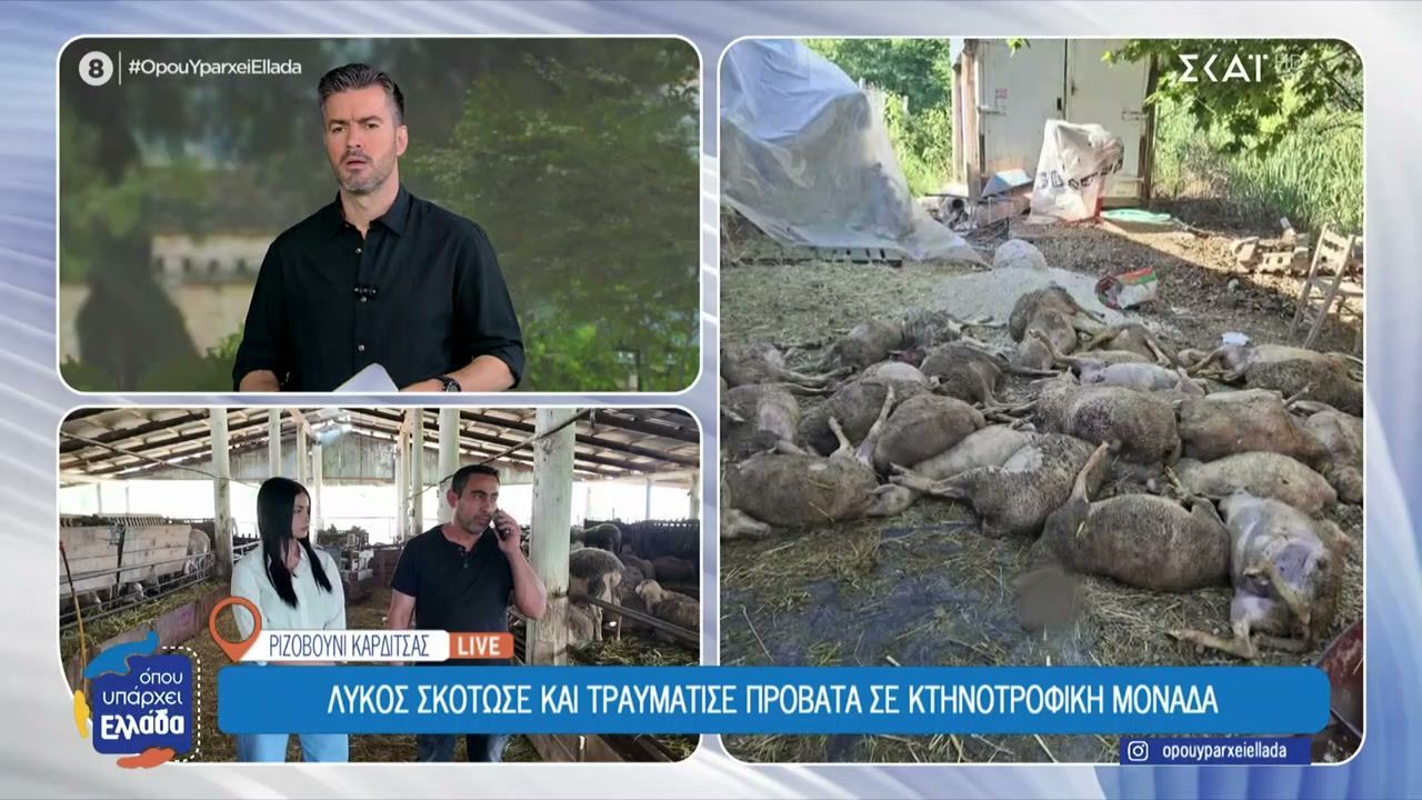 Καρδίτσα: Λύκος σκότωσε και τραυμάτισε πρόβατα σε κτηνοτροφική μονάδα